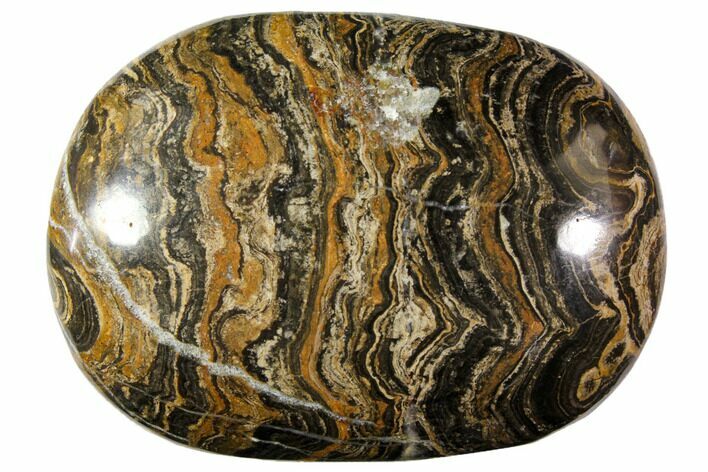 Polished Stromatolite (Greysonia) Pebble - Bolivia #113509